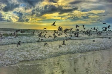 migration