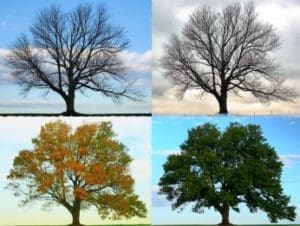 tree_growth_stages